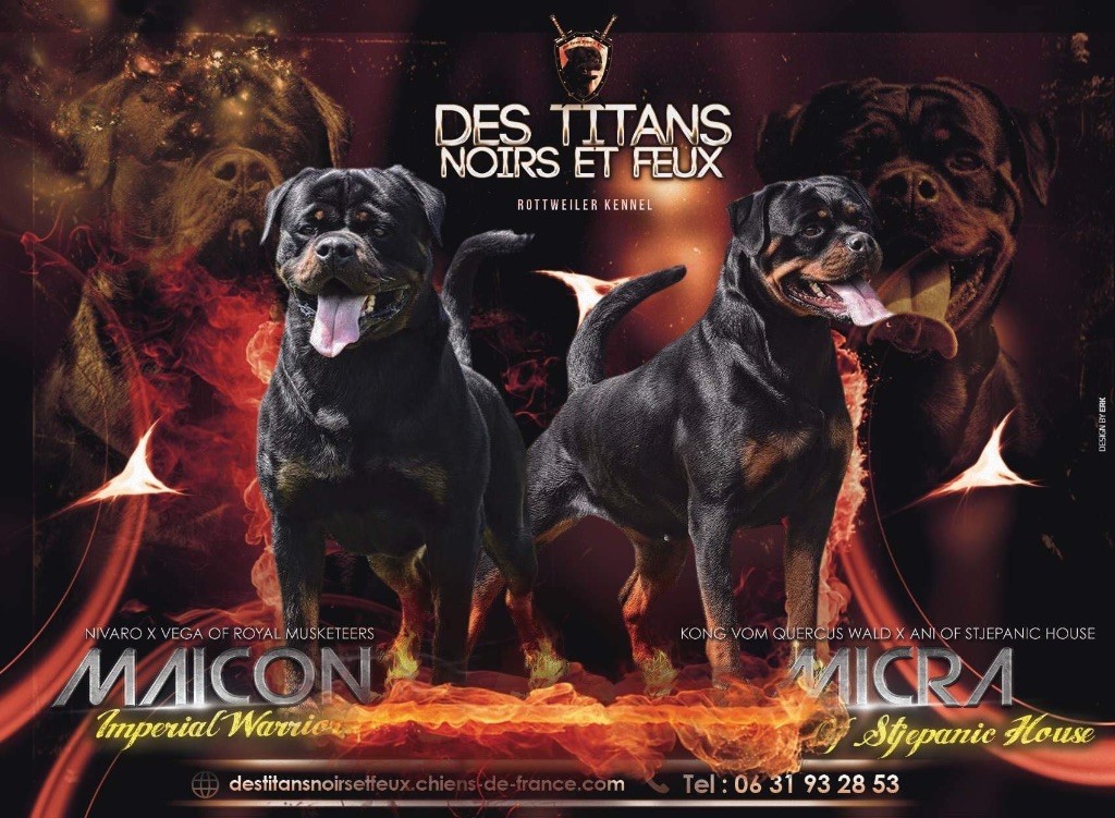 Des Titans Noirs Et Feux - Rottweiler - Portée née le 03/12/2018