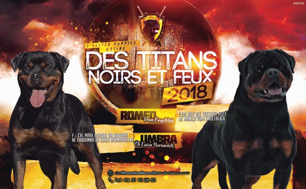 Des Titans Noirs Et Feux - Rottweiler - Portée née le 11/08/2018