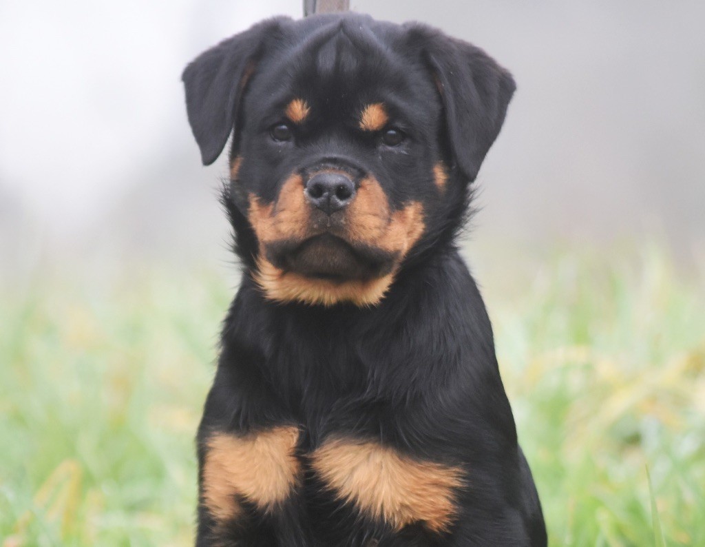 Des Titans Noirs Et Feux - Chiot disponible  - Rottweiler