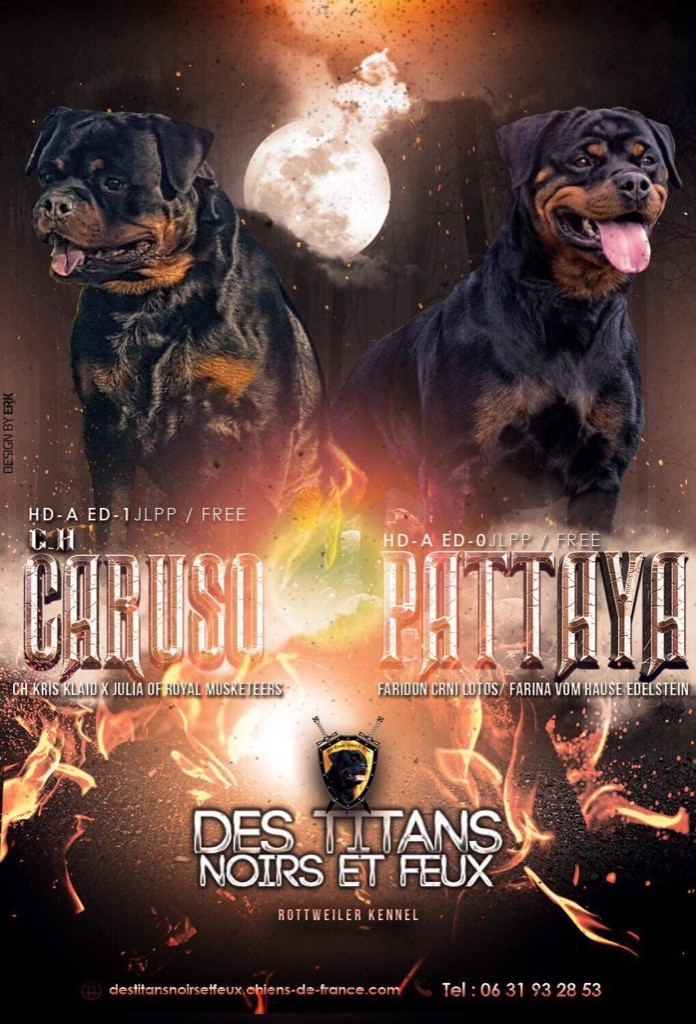 Des Titans Noirs Et Feux - Rottweiler - Portée née le 25/02/2019