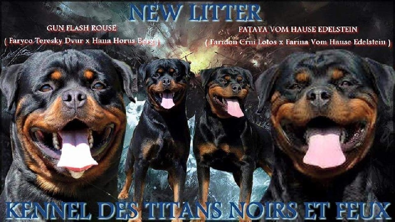 Des Titans Noirs Et Feux - Rottweiler - Portée née le 28/11/2015