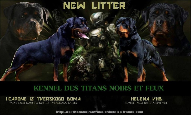 Des Titans Noirs Et Feux - Rottweiler - Portée née le 15/11/2015