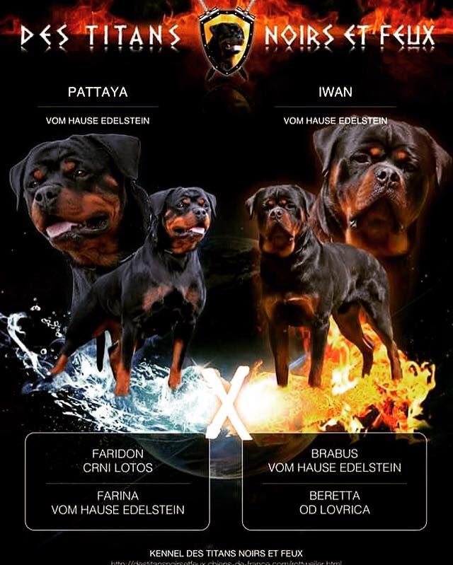 Des Titans Noirs Et Feux - Rottweiler - Portée née le 15/04/2017
