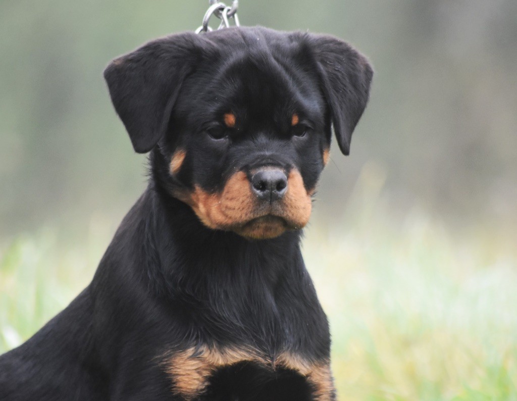 Des Titans Noirs Et Feux - Chiot disponible  - Rottweiler