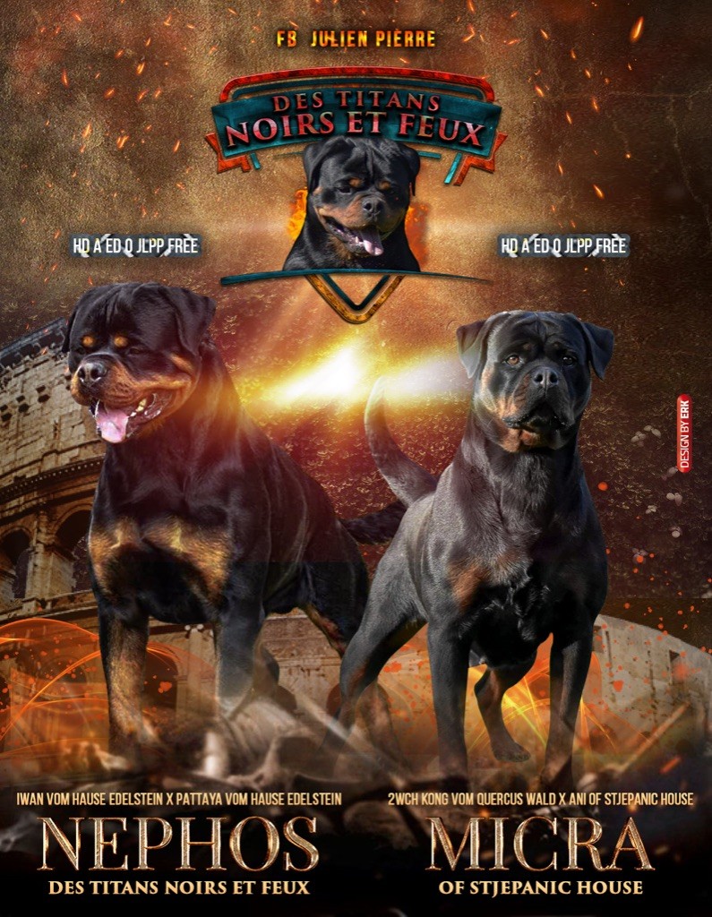 Des Titans Noirs Et Feux - Rottweiler - Portée née le 15/10/2021