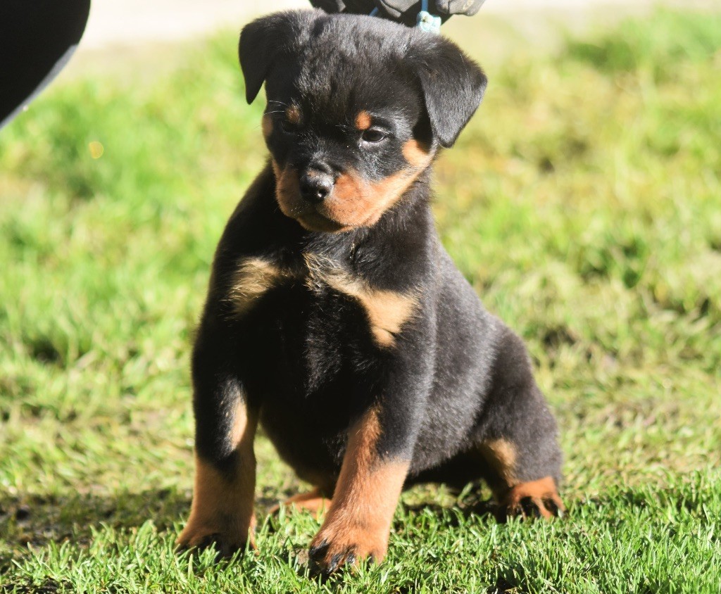 Des Titans Noirs Et Feux - Chiot disponible  - Rottweiler