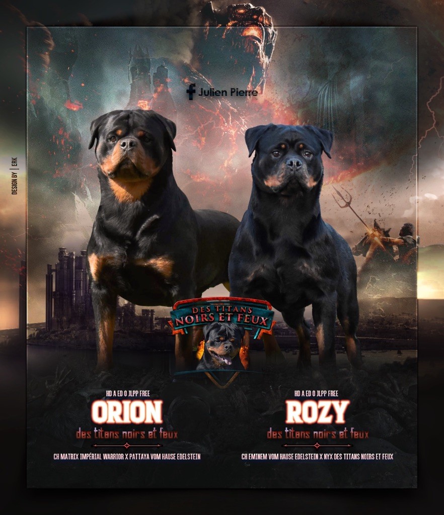 chiot Rottweiler Des Titans Noirs Et Feux