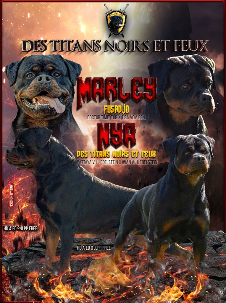 Des Titans Noirs Et Feux - Rottweiler - Portée née le 15/06/2021