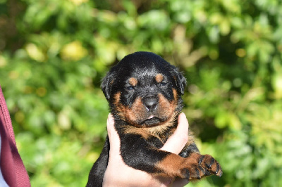 male bleu