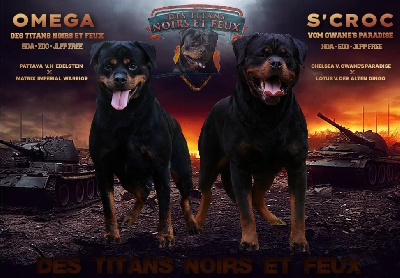 Des Titans Noirs Et Feux - Rottweiler - Portée née le 22/11/2024