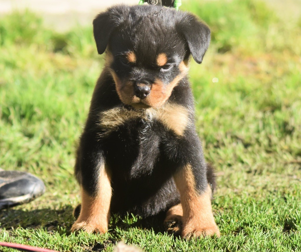 Des Titans Noirs Et Feux - Chiot disponible  - Rottweiler