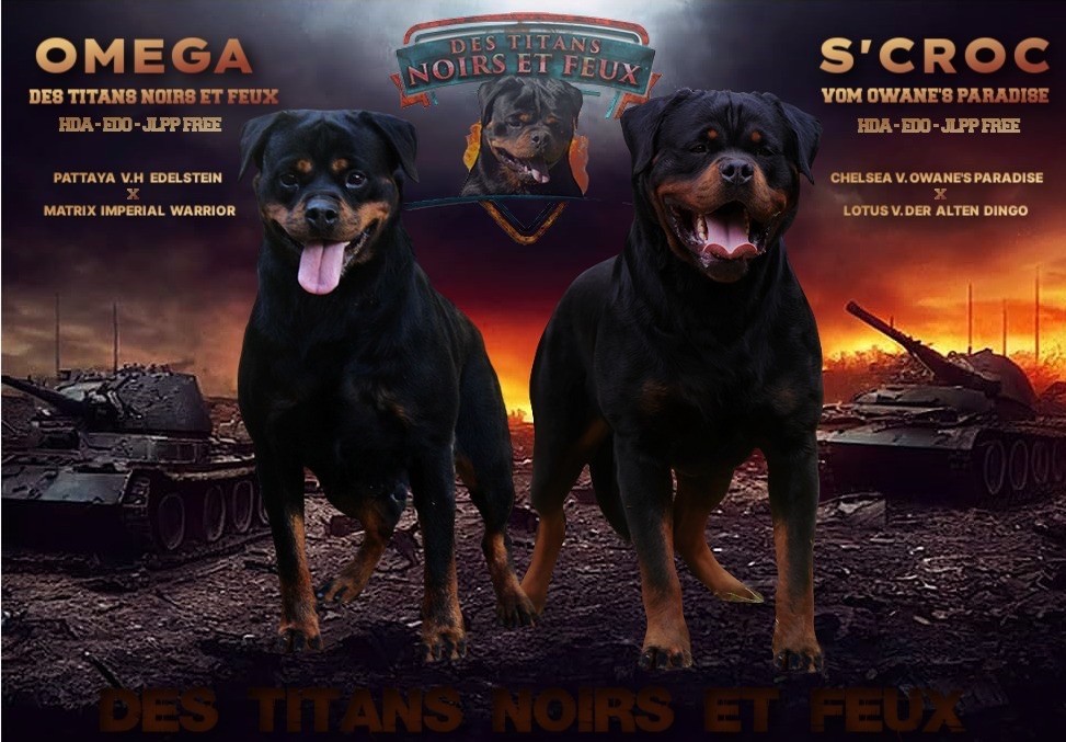 chiot Rottweiler Des Titans Noirs Et Feux