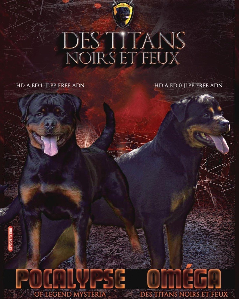 Des Titans Noirs Et Feux - Rottweiler - Portée née le 27/12/2020