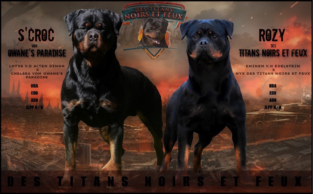 Des Titans Noirs Et Feux - Chiot disponible  - Rottweiler