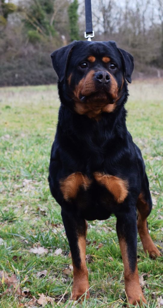 LeÏa Des Titans Noirs Et Feux