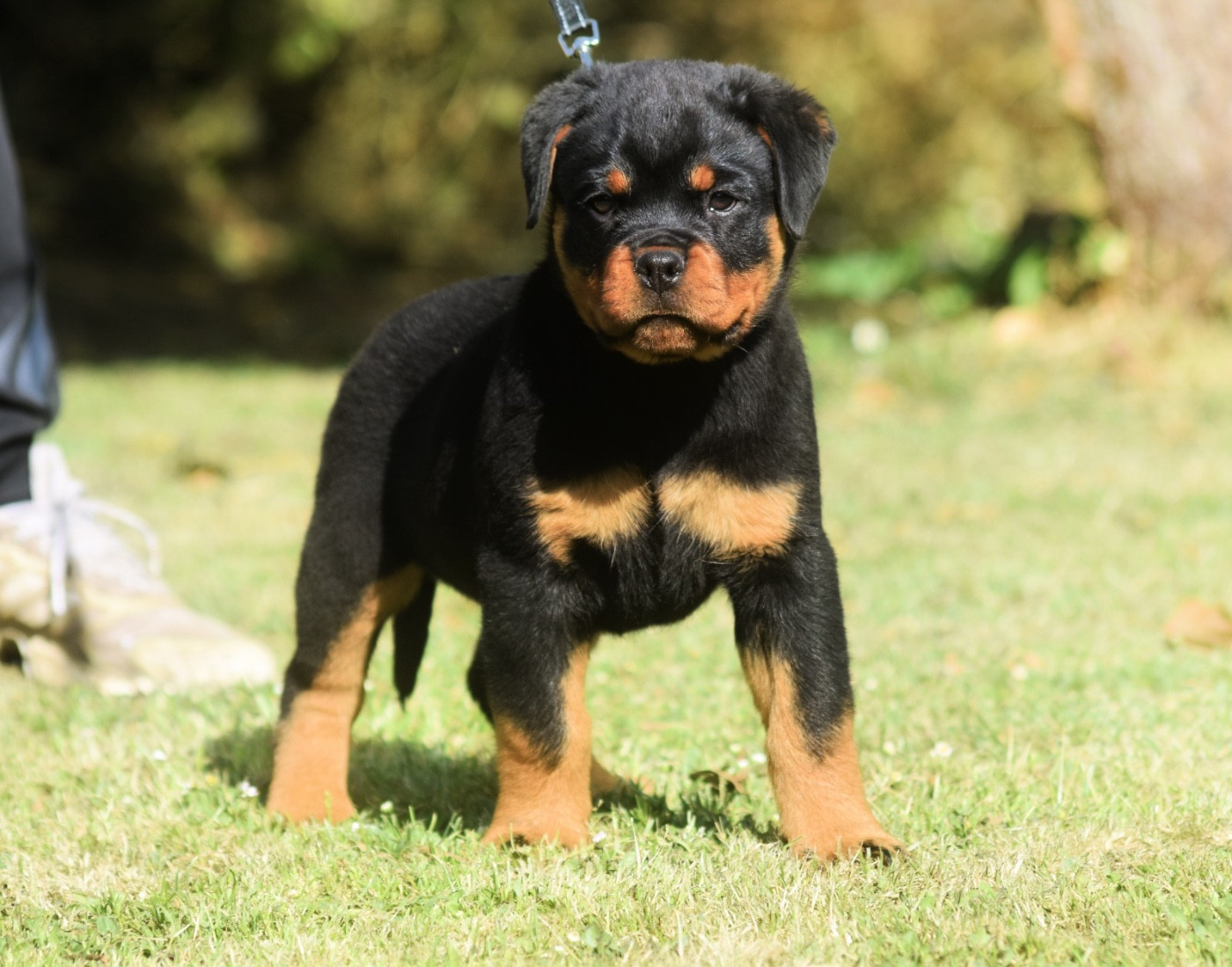 banshee Des Titans Noirs Et Feux