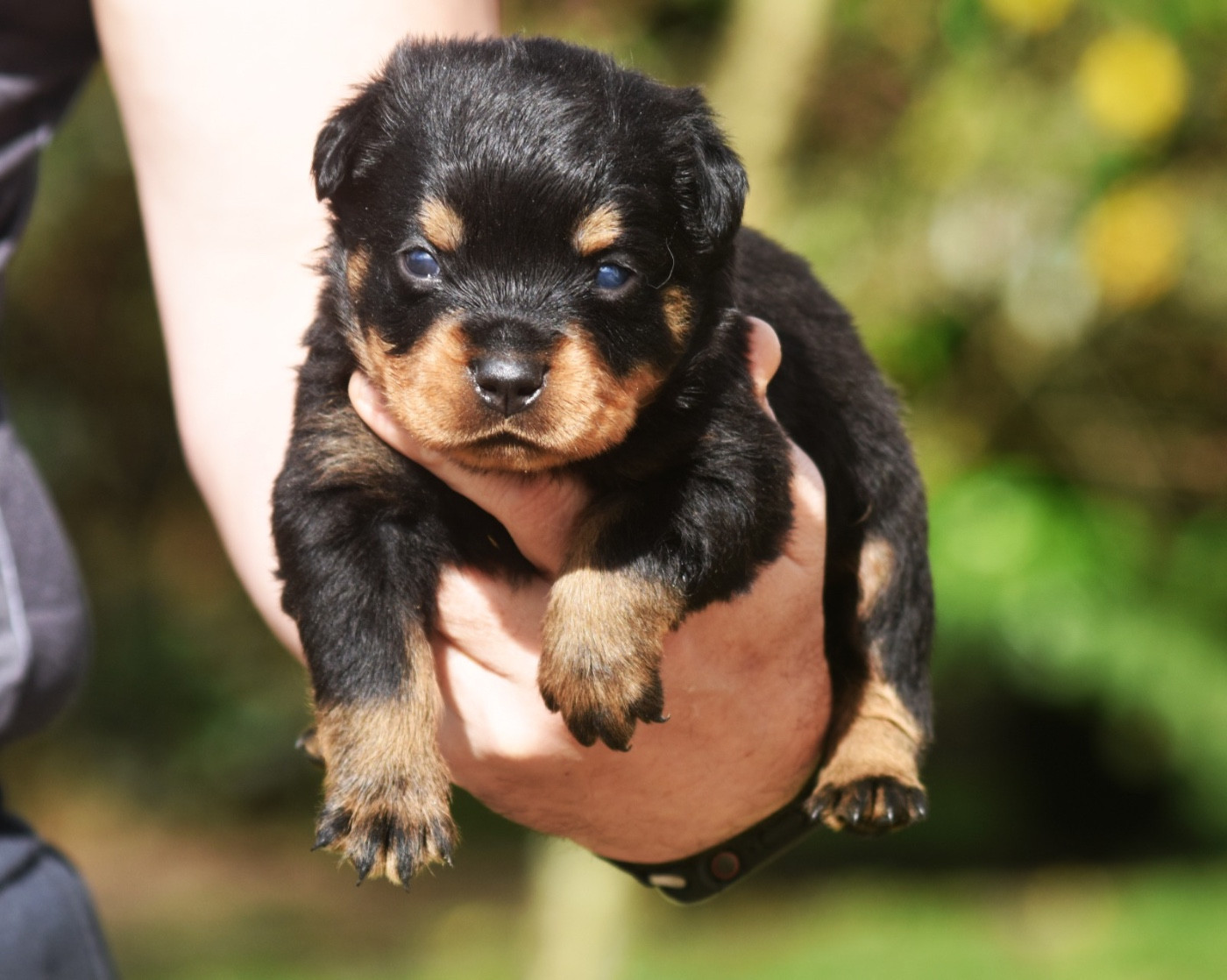 Des Titans Noirs Et Feux - Chiots disponibles - Rottweiler