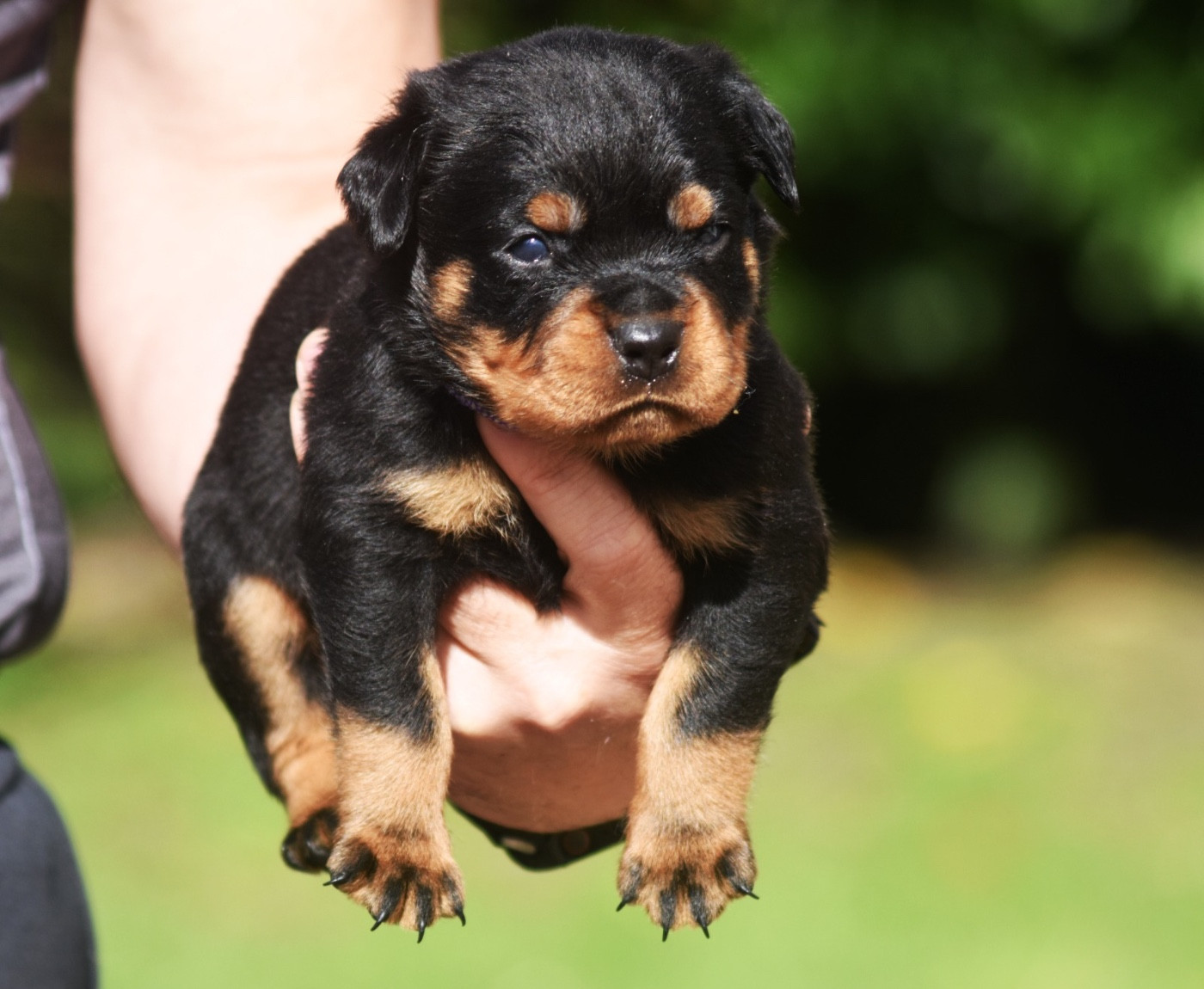 Des Titans Noirs Et Feux - Chiots disponibles - Rottweiler