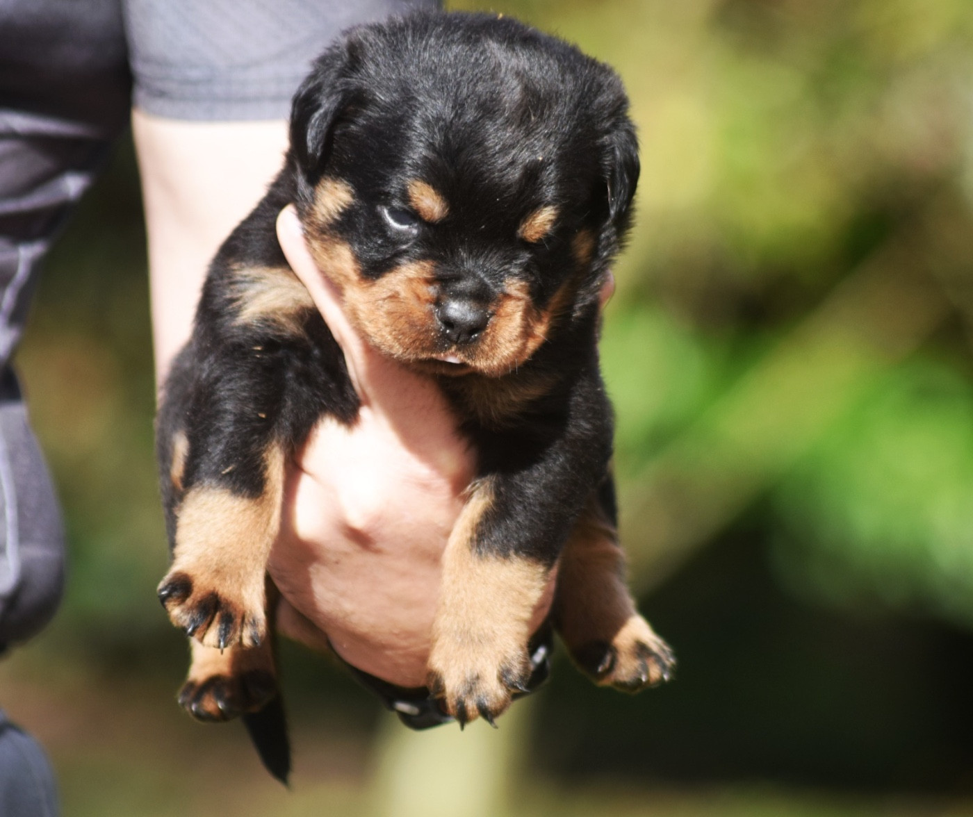 Des Titans Noirs Et Feux - Chiots disponibles - Rottweiler