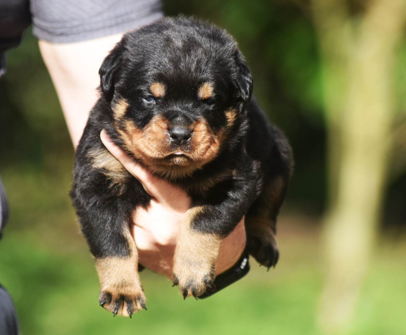 Des Titans Noirs Et Feux - Chiots disponibles - Rottweiler