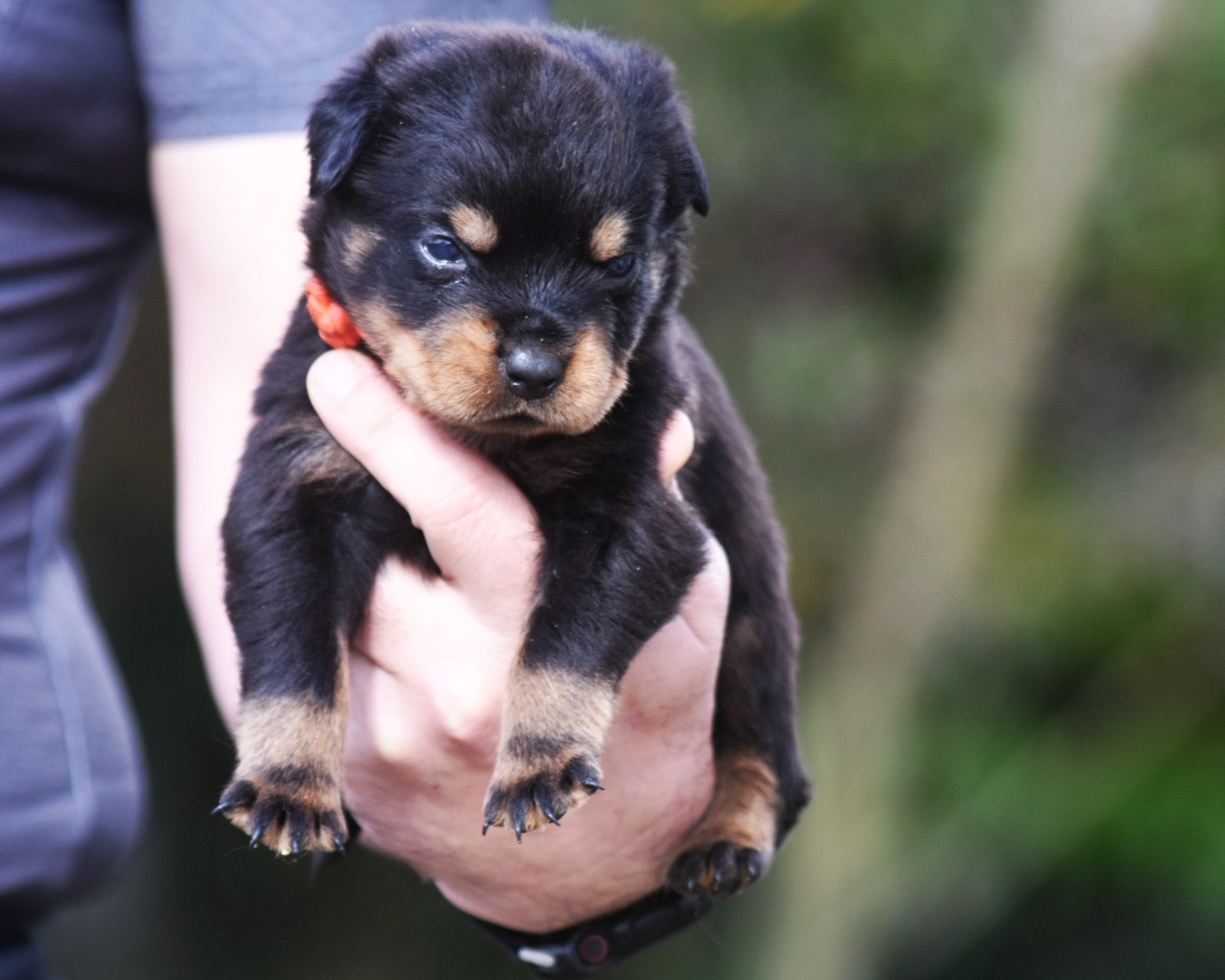Des Titans Noirs Et Feux - Chiots disponibles - Rottweiler