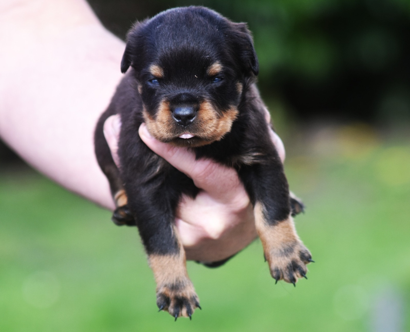 Des Titans Noirs Et Feux - Chiots disponibles - Rottweiler