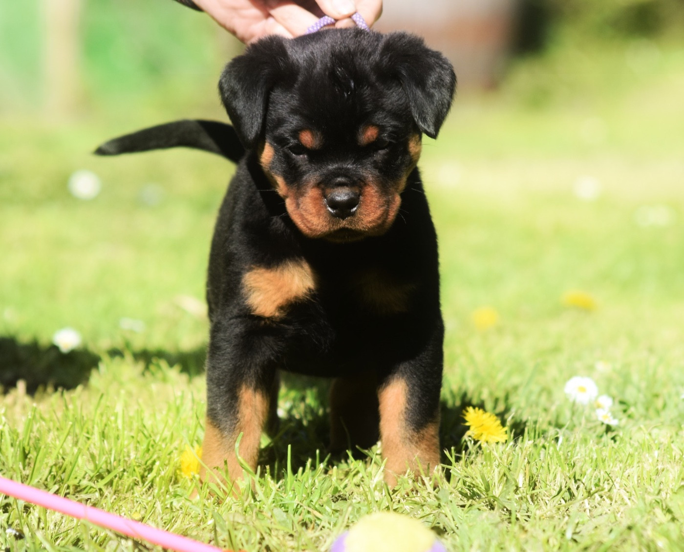 Des Titans Noirs Et Feux - Chiots disponibles - Rottweiler