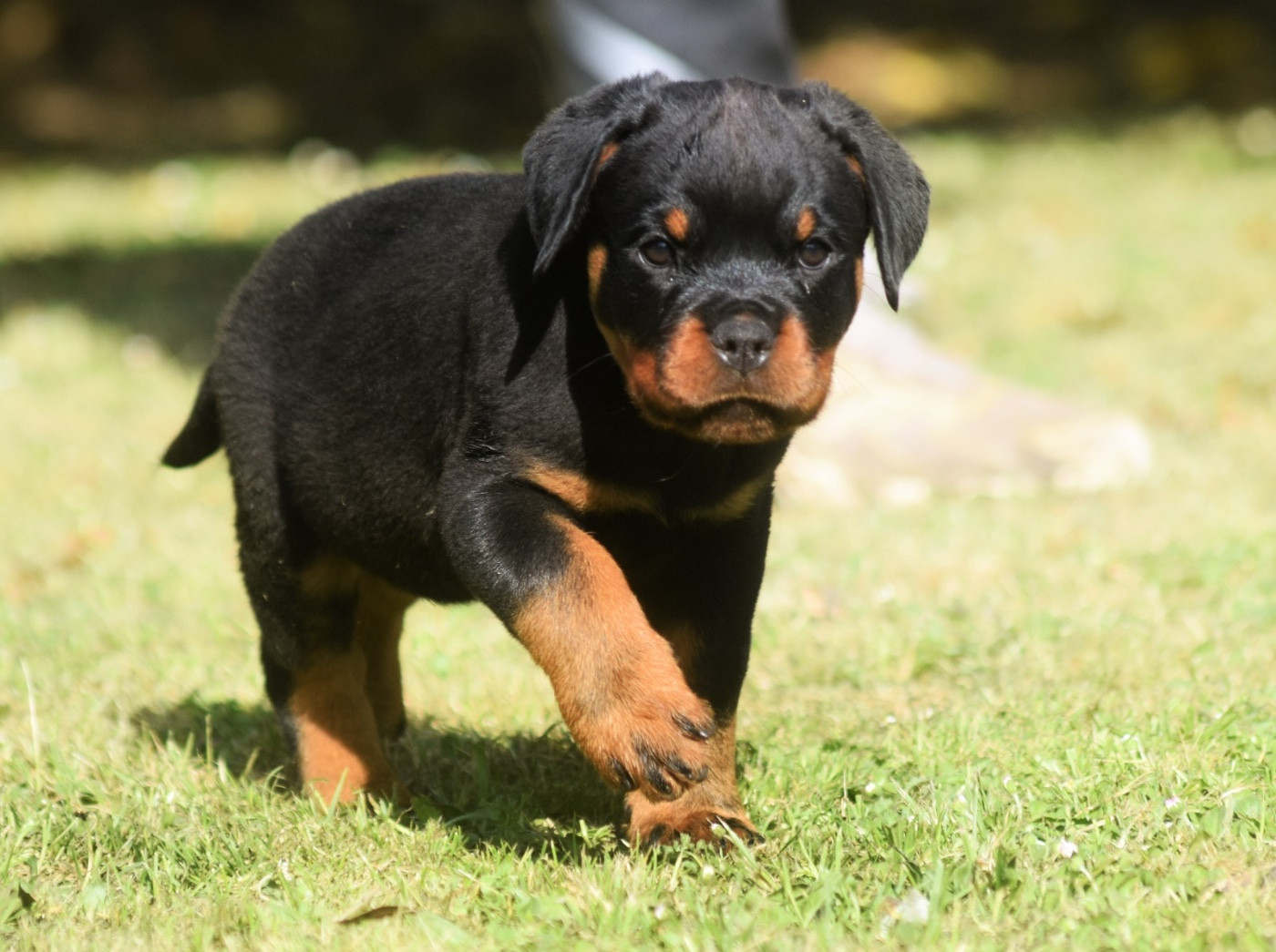 Des Titans Noirs Et Feux - Chiots disponibles - Rottweiler