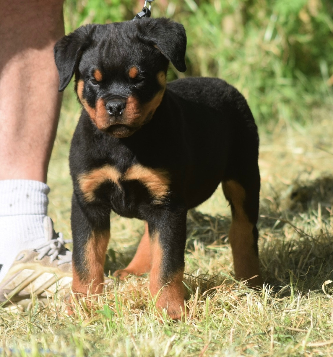 Des Titans Noirs Et Feux - Chiots disponibles - Rottweiler