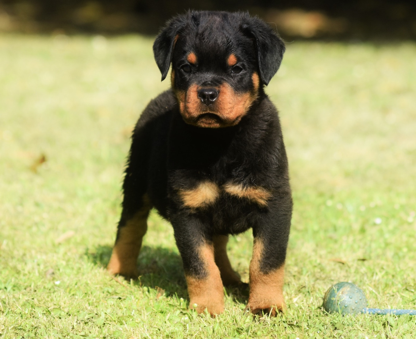 Des Titans Noirs Et Feux - Chiots disponibles - Rottweiler