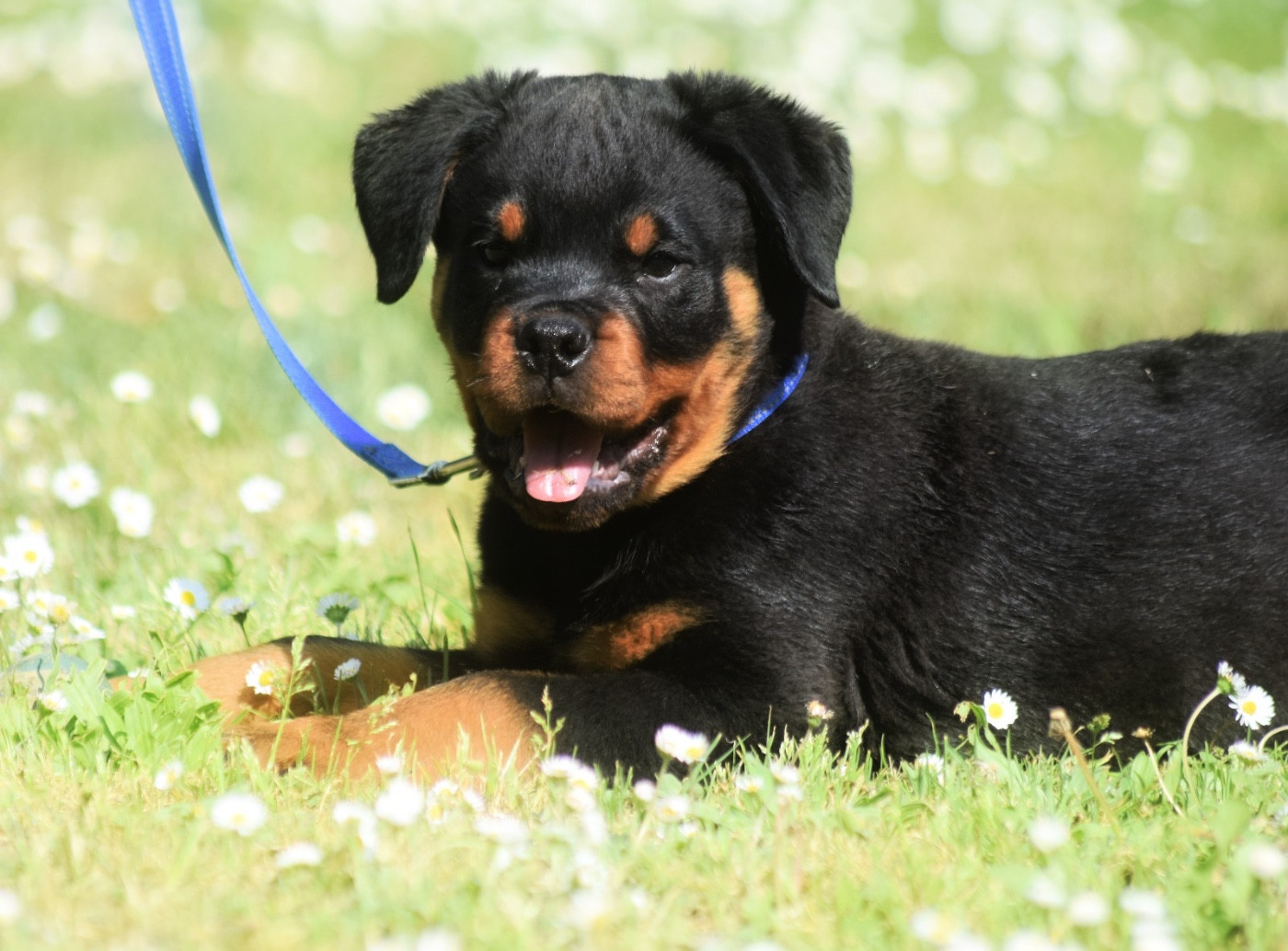 Des Titans Noirs Et Feux - Chiots disponibles - Rottweiler