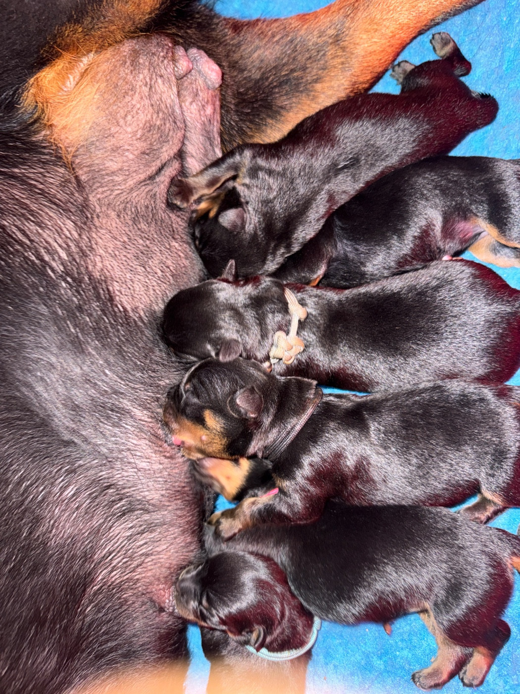 Chiot Rottweiler Des Titans Noirs Et Feux
