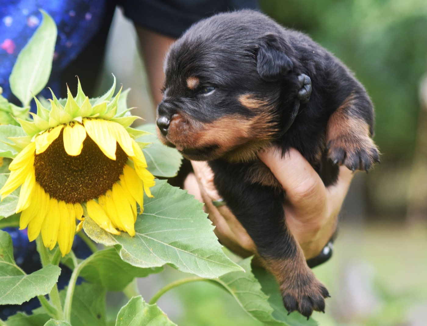 Des Titans Noirs Et Feux - Chiots disponibles - Rottweiler