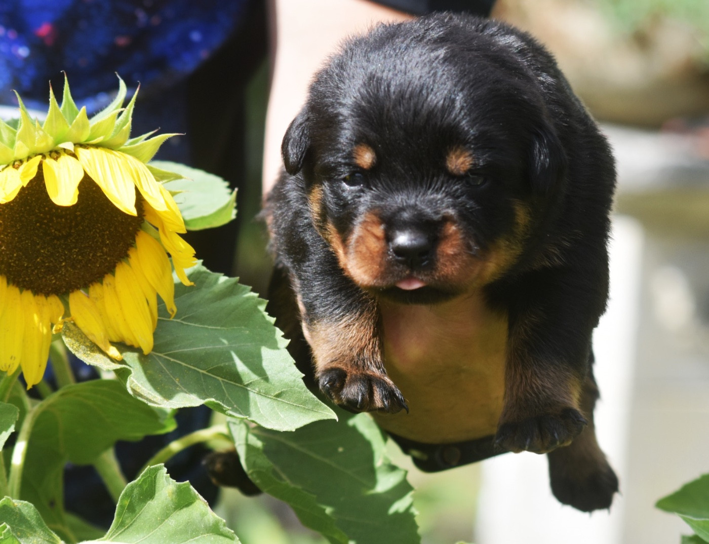 Des Titans Noirs Et Feux - Chiots disponibles - Rottweiler