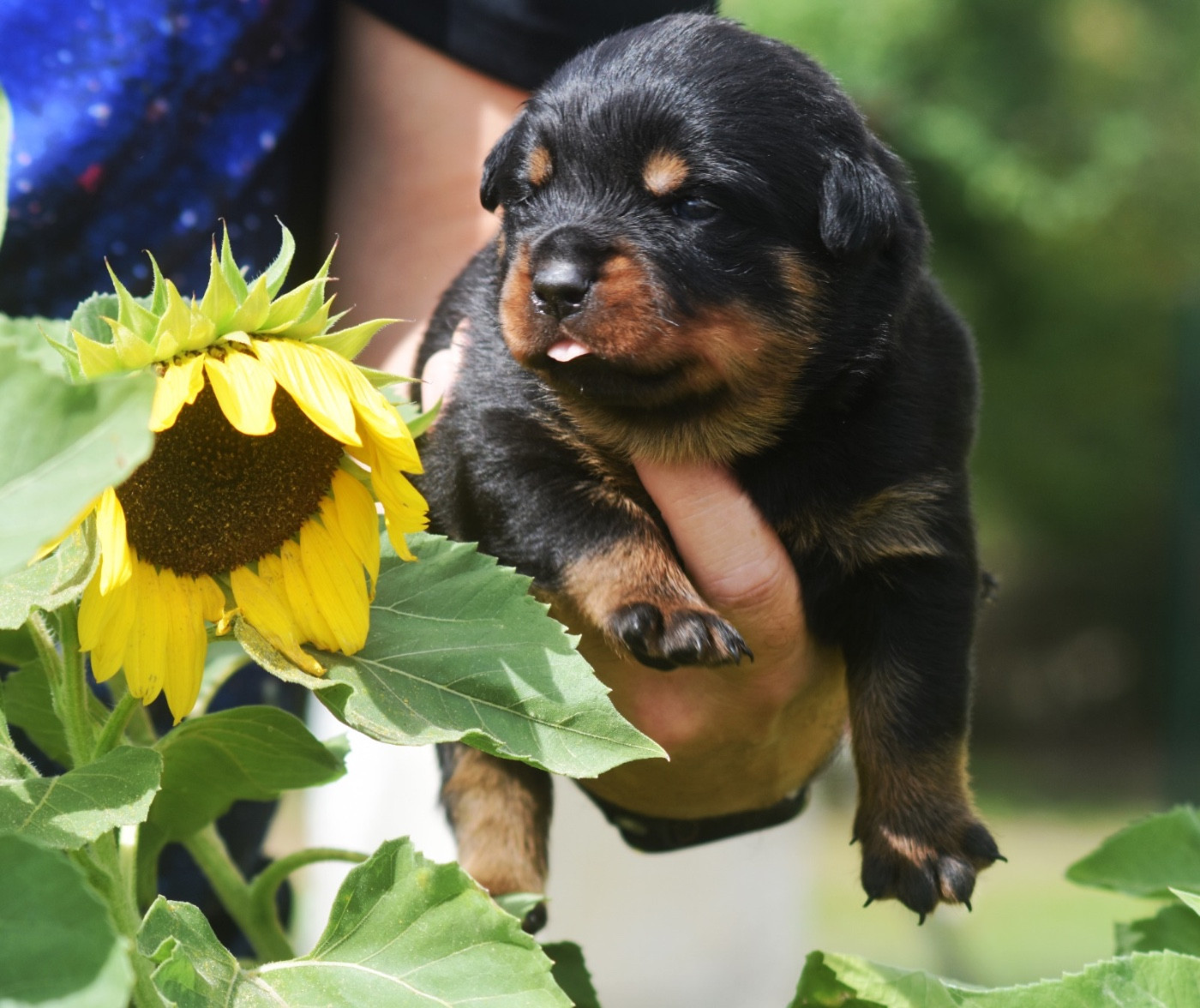 Des Titans Noirs Et Feux - Chiots disponibles - Rottweiler