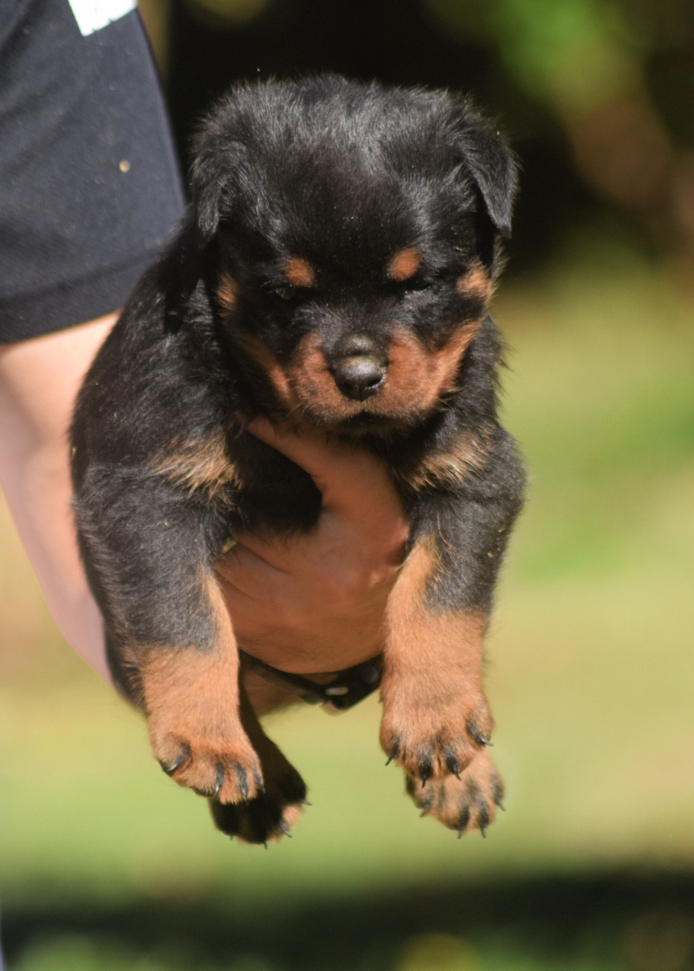 Des Titans Noirs Et Feux - Chiots disponibles - Rottweiler