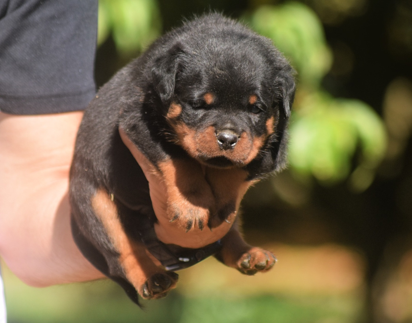 Des Titans Noirs Et Feux - Chiots disponibles - Rottweiler