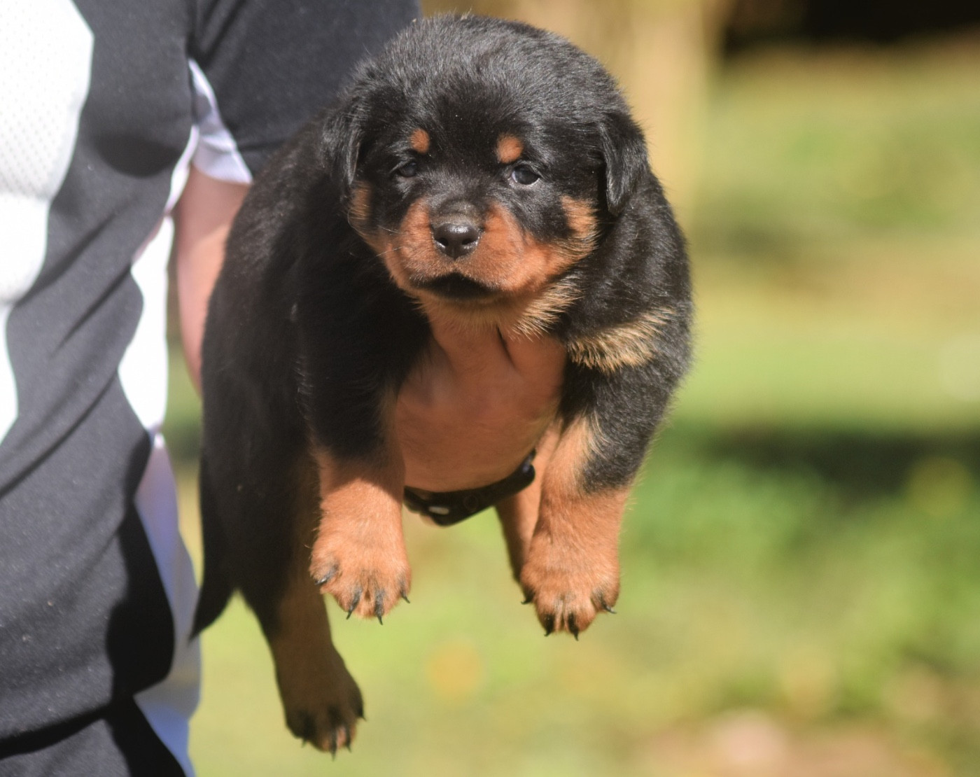 Des Titans Noirs Et Feux - Chiots disponibles - Rottweiler