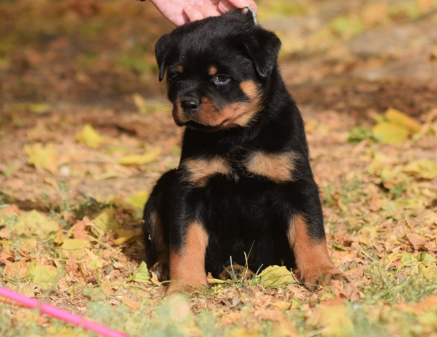 Des Titans Noirs Et Feux - Chiots disponibles - Rottweiler