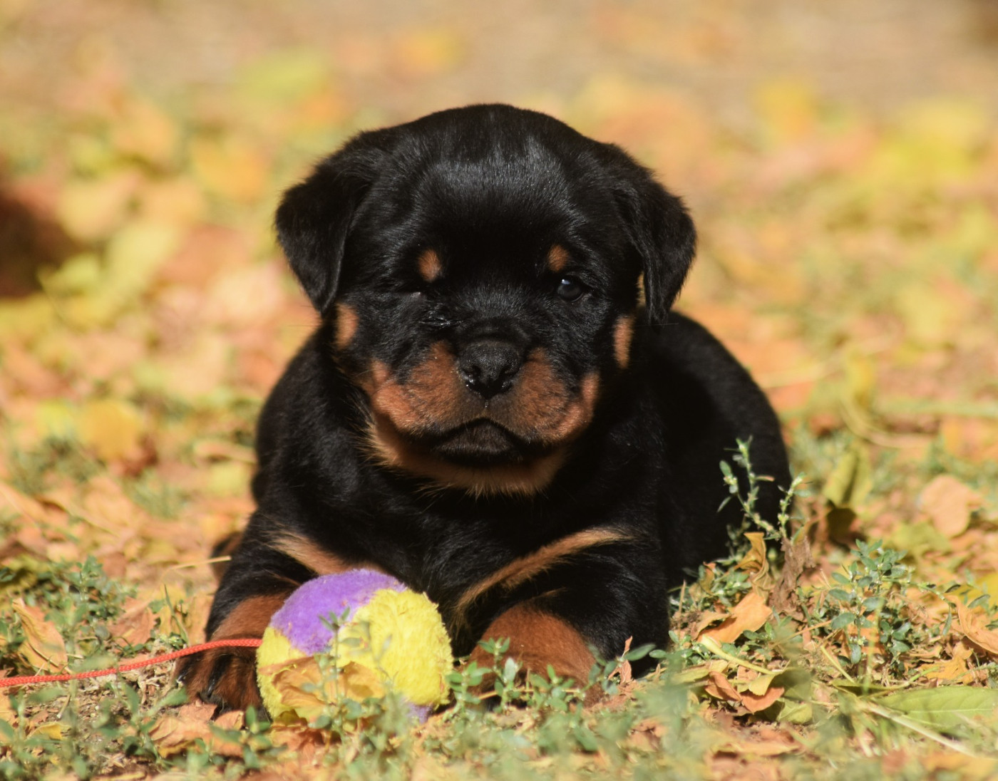 Des Titans Noirs Et Feux - Chiots disponibles - Rottweiler