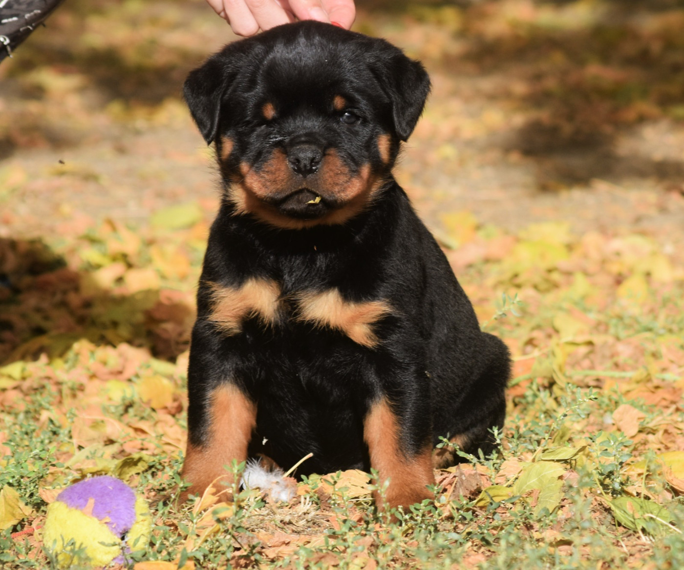 Des Titans Noirs Et Feux - Chiots disponibles - Rottweiler