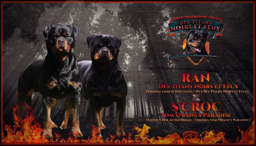 Chiot Rottweiler Des Titans Noirs Et Feux