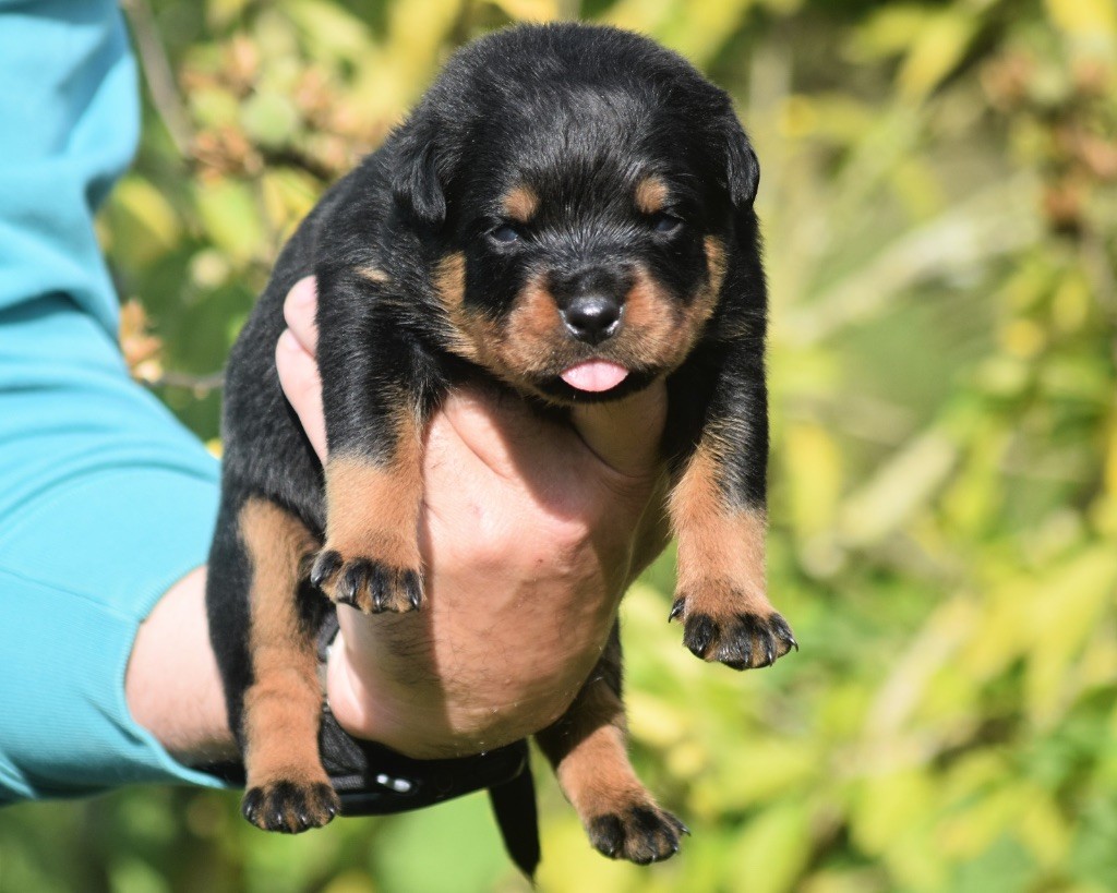 Des Titans Noirs Et Feux - Chiots disponibles - Rottweiler