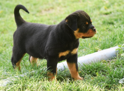 Banshee des titans noirs et feux