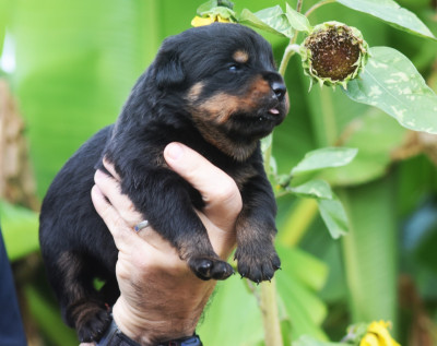 CHIOT 4