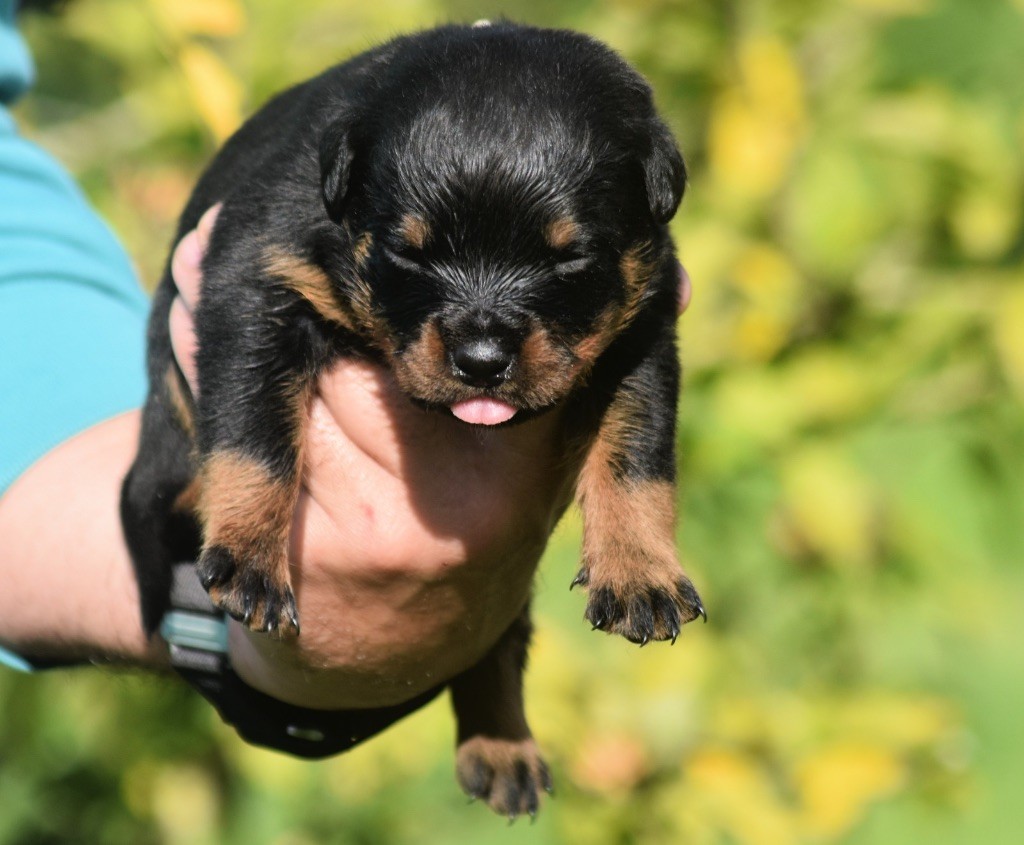 Des Titans Noirs Et Feux - Chiots disponibles - Rottweiler